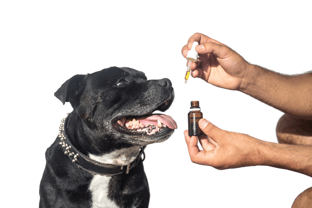 CBD for dogs