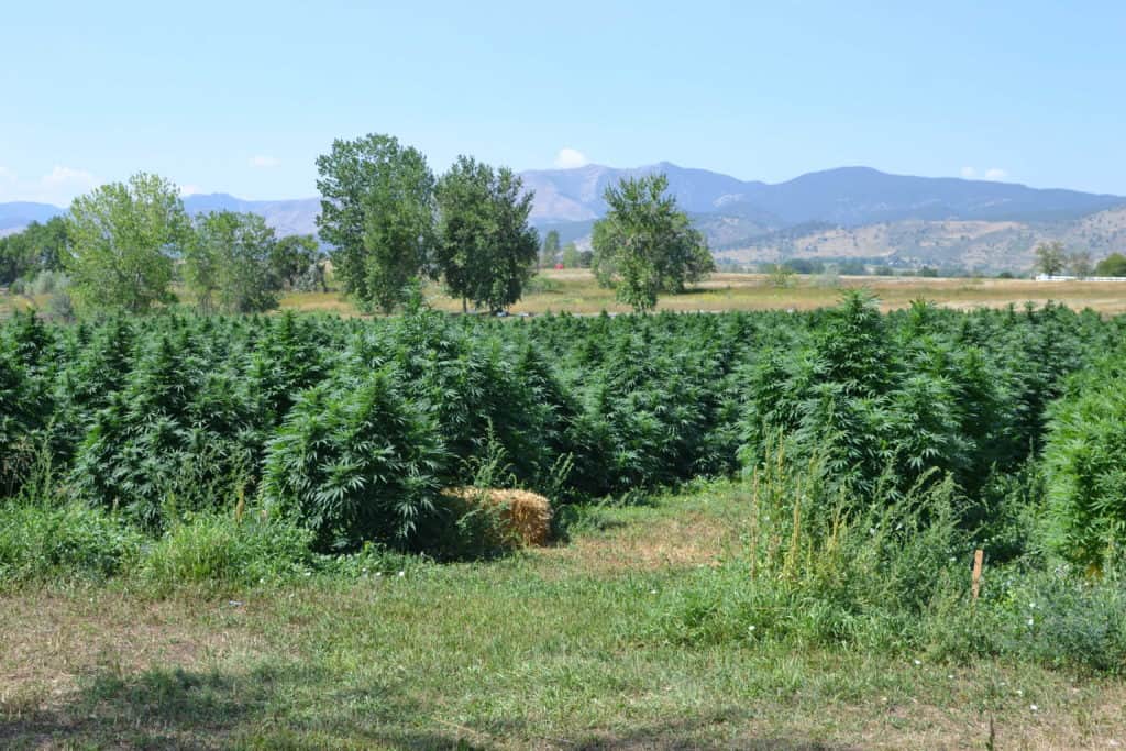 Hemp rich CBG field