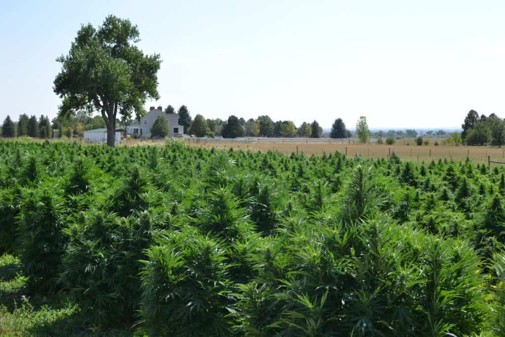 Hemp CBG field