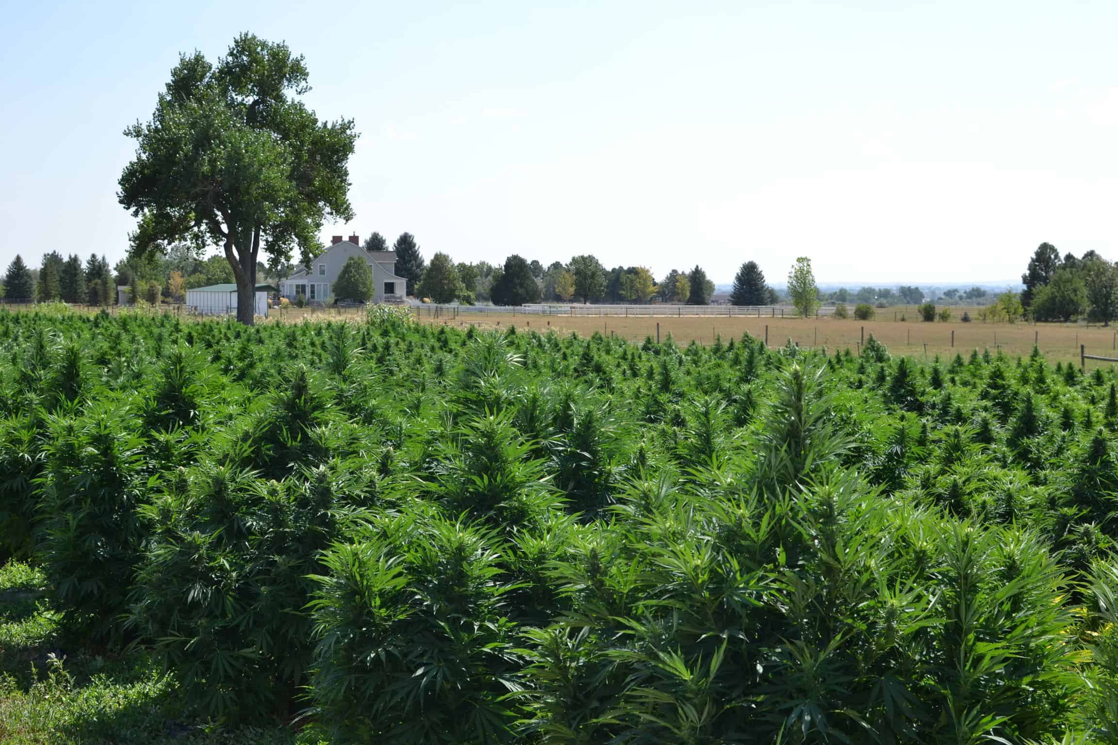 Hemp CBG field